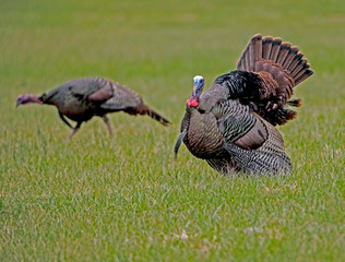 A male wild Turkey struts his tail feathers during the rutting season.