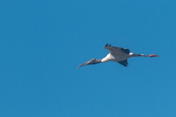 Mycteria americana cabeça-seca flying in the Brazilian Pantanal