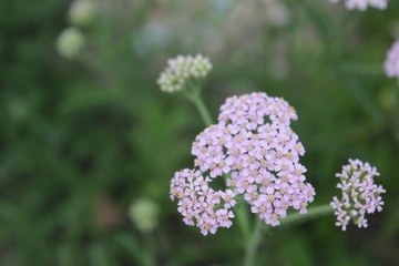 blue flowers in the garden