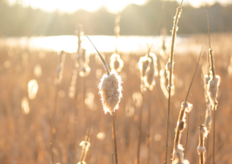 Sunshine on cat tails