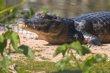 Alligator