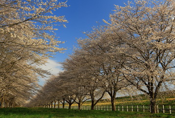 春の桜並木