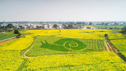 Nanjing yaxi international slow city canola pastoral scenery   agricultural