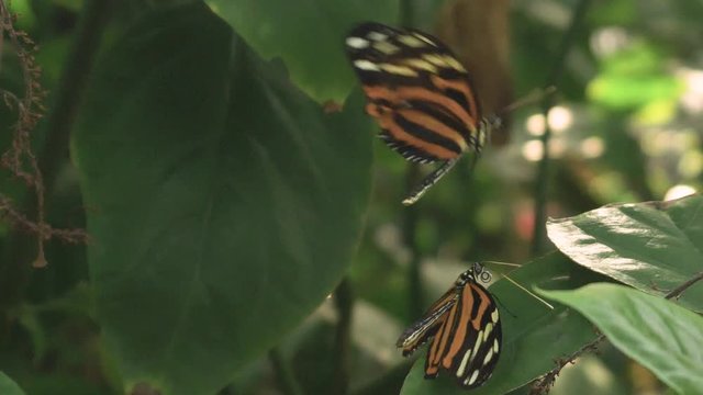 Banded orange heliconian butterflies in mating ritual flying dance. Flat plane. Blurred effects