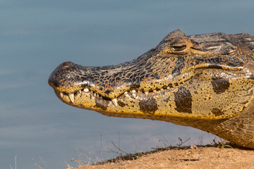 Alligator