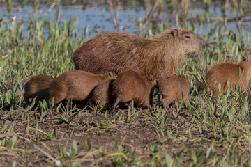 Capybara Hydrochoerus hydrochaeris