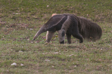 Giant anteater