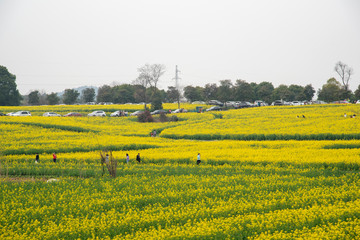 Nanjing yaxi international slow city canola pastoral scenery   agricultural