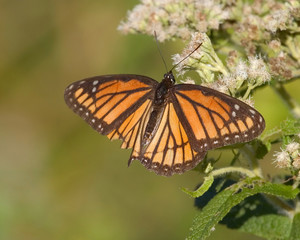 Fototapeta na wymiar butterfly on flower