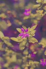 Fototapeta na wymiar purple flowers, close up