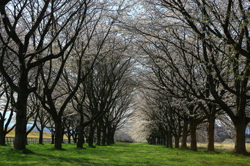 Fototapeta na wymiar 春の桜並木