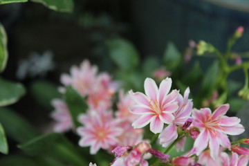 pink flower in the garden