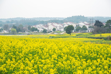 Nanjing yaxi international slow city canola pastoral scenery   agricultural