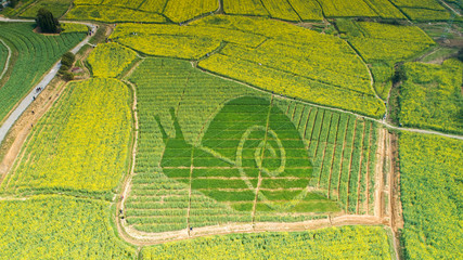 Nanjing yaxi international slow city canola pastoral scenery   agricultural