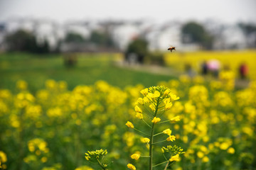 Nanjing yaxi international slow city canola pastoral scenery   agricultural