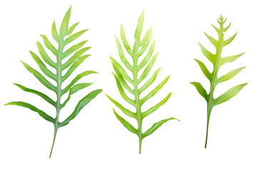 Fern leaf isolated on white background with clipping paths.