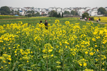 Nanjing yaxi international slow city canola pastoral scenery   agricultural