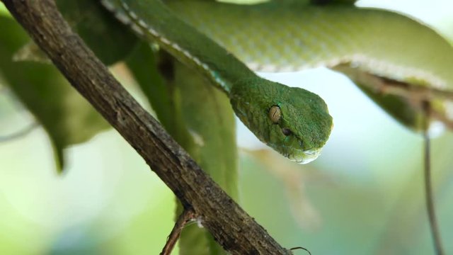 Close Up video - a venomous Vogeli green pit viper lies on a tree branchover the river at Khao Yai National Park.