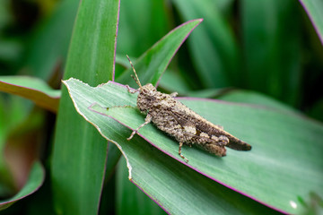 grasshopper on leaves