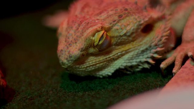 Sleeping lizard close up. Bearded dragon head with eyes closed. Cold blooded reptile basking under heat lamps and taking a nap. Rough skin texture of lizard scales. 