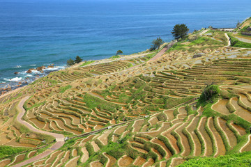 石川-白米の千枚田