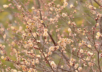 梅の花が満開
