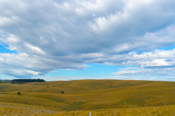 Obraz premium Rolling tussock cover farmland under overcast sky.