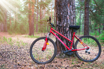 Fototapeta na wymiar Red Mountain Bike, Bicycle Parked by a Big Pine Tree Trunk near The Forest Trail. Summer Morning with Sun Beams.
