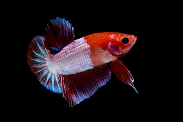 Betta fish Fight in the aquarium