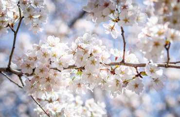 Selective focus of beautiful Sakura flowers or Cherry blossom in Japan