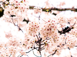 Selective focus of beautiful Sakura or Cherry blossom in Japan