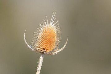 Golden dead thistle wildflower flower dried out from winter weather and wind against brown...