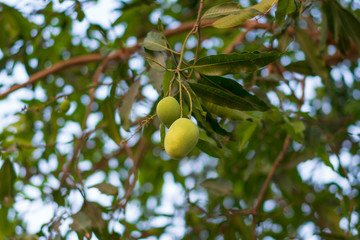 Closeup of Fresh Green Mango on the Tree.