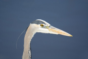 Portrait of great blue heron with intense eye locked on water in search of fish