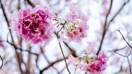 Pink Flowers on Blue Sky Background. Pink Trumpet Tree Blooming in the Winter Season.