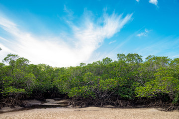 Fototapeta na wymiar 石垣島のヤエヤマヒルギのマングローブ