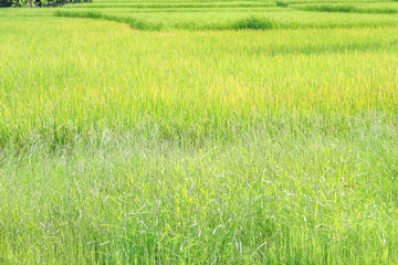 Obraz na płótnie Canvas Landscape nature of big rice field in Thailand