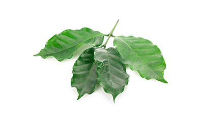 Leaves coffee tree isolated on white background