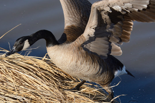 Canada Goose climbing up steep lake bank covered with dry golden winter grass