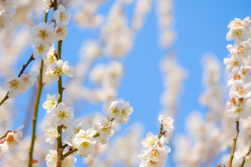 Fototapeta premium 【写真素材】梅の花 青空 ３月 春 コピースペース