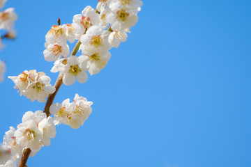 【写真素材】梅の花　青空　３月　春　コピースペース