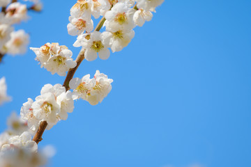 【写真素材】梅の花　青空　３月　春　コピースペース