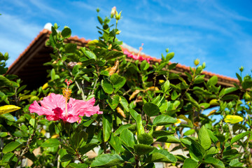 石垣島の東屋をバックにブッソウゲの花