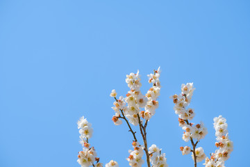 【写真素材】梅の花　青空　３月　春　コピースペース