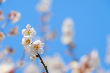 【写真素材】梅の花　青空　３月　春　コピースペース