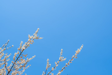 【写真素材】梅の花　青空　３月　春　コピースペース