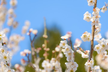 【写真素材】梅の花　青空　３月　春　コピースペース