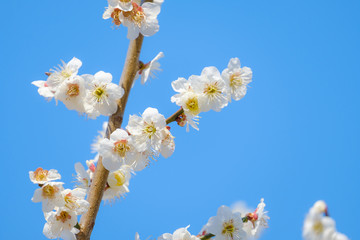 【写真素材】梅の花　青空　３月　春　コピースペース