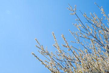 【写真素材】梅の花　青空　３月　春　コピースペース