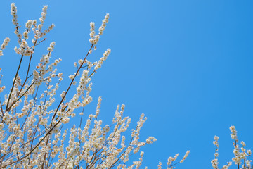 【写真素材】梅の花　青空　３月　春　コピースペース